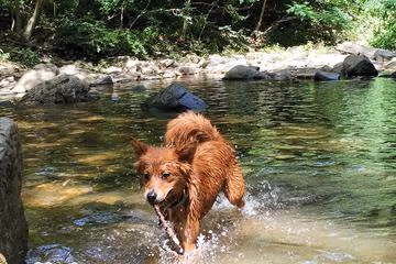 Glencarlyn Park Off Leash Area